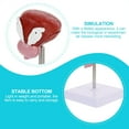 thumbnail image 4 of Homoyoyo Anatomy Models Human Body Teaching Models Plastic Brown for Biological Study 1Pack, 4 of 5