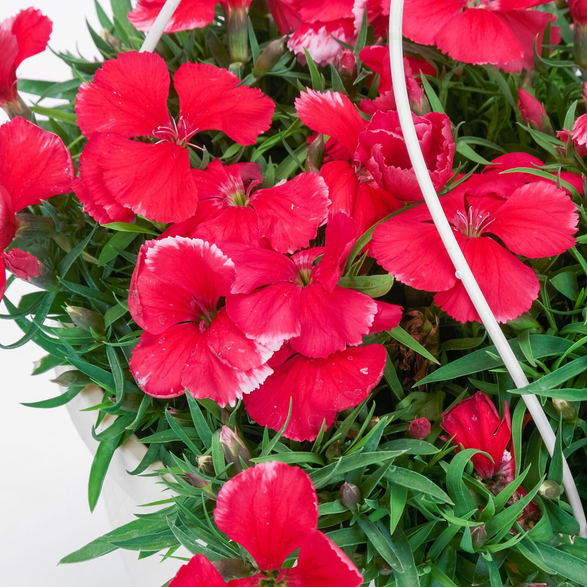 Expert Gardener 1.5 Gallon Hanging Basket Multicolor Dianthus Annual Live Plants Full Sun