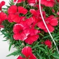 Expert Gardener 1.5 Gallon Hanging Basket Mix' Multicolor