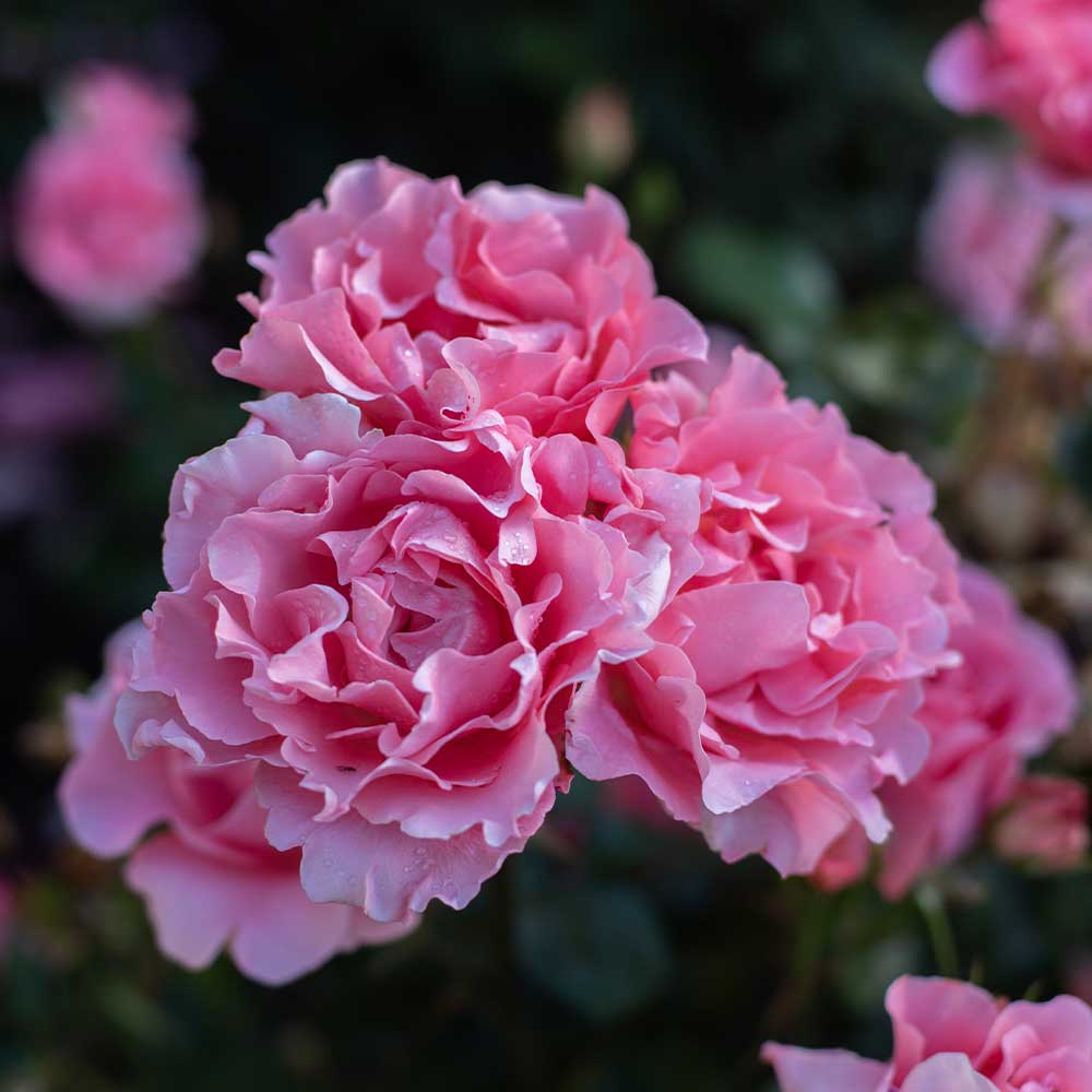 Heirloom Roses Pink Rose Plant - Paris de Yves St. Laurent ™ Hybrid Tea Rose Plant - image 4 of 8