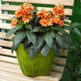 thumbnail image 3 of Outsidepride Crossandra Tropic Flame - 30 Seeds, 3 of 9