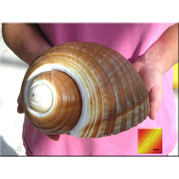 Florida Shells and Gifts Giant Tonna Olearia Seashell Coastal Decorating (8") Art Crafts