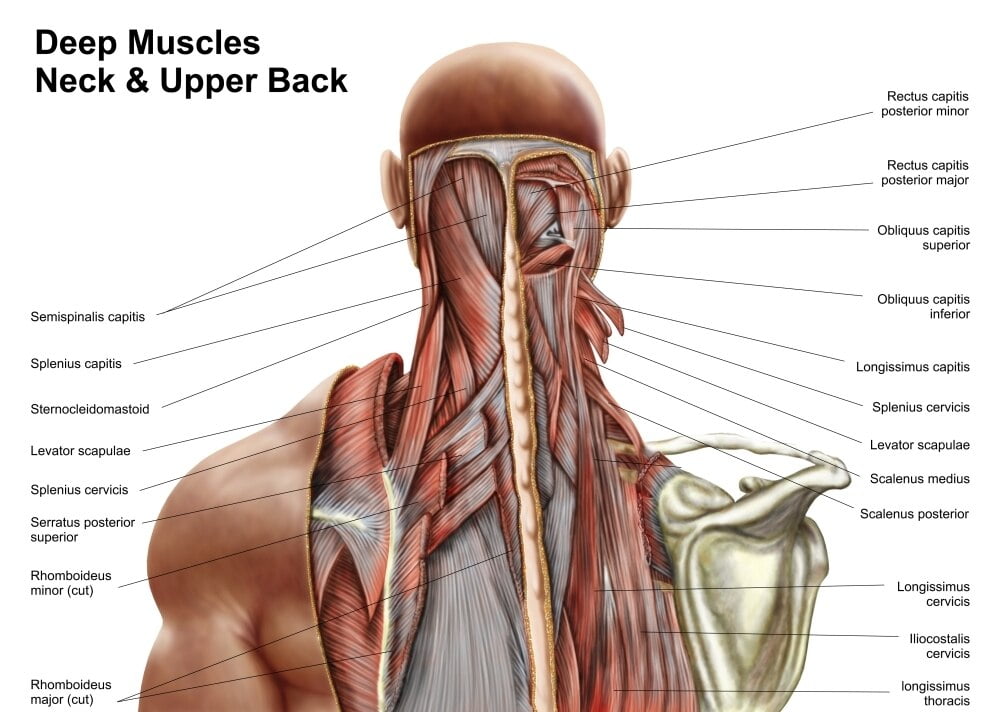 Human Anatomy Showing Deep Muscles In The Neck And Upper Back Poster   61bdf019 3664 484c A823 95c7ab3413e5 1.3a5018b47ffe7d36cca71540154c535c 