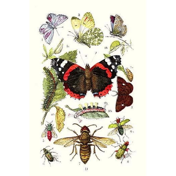 Blue Butterfly, Red Admiral, Firetail and Sun Beetle- Fine Art Canvas Print (20" x 30")