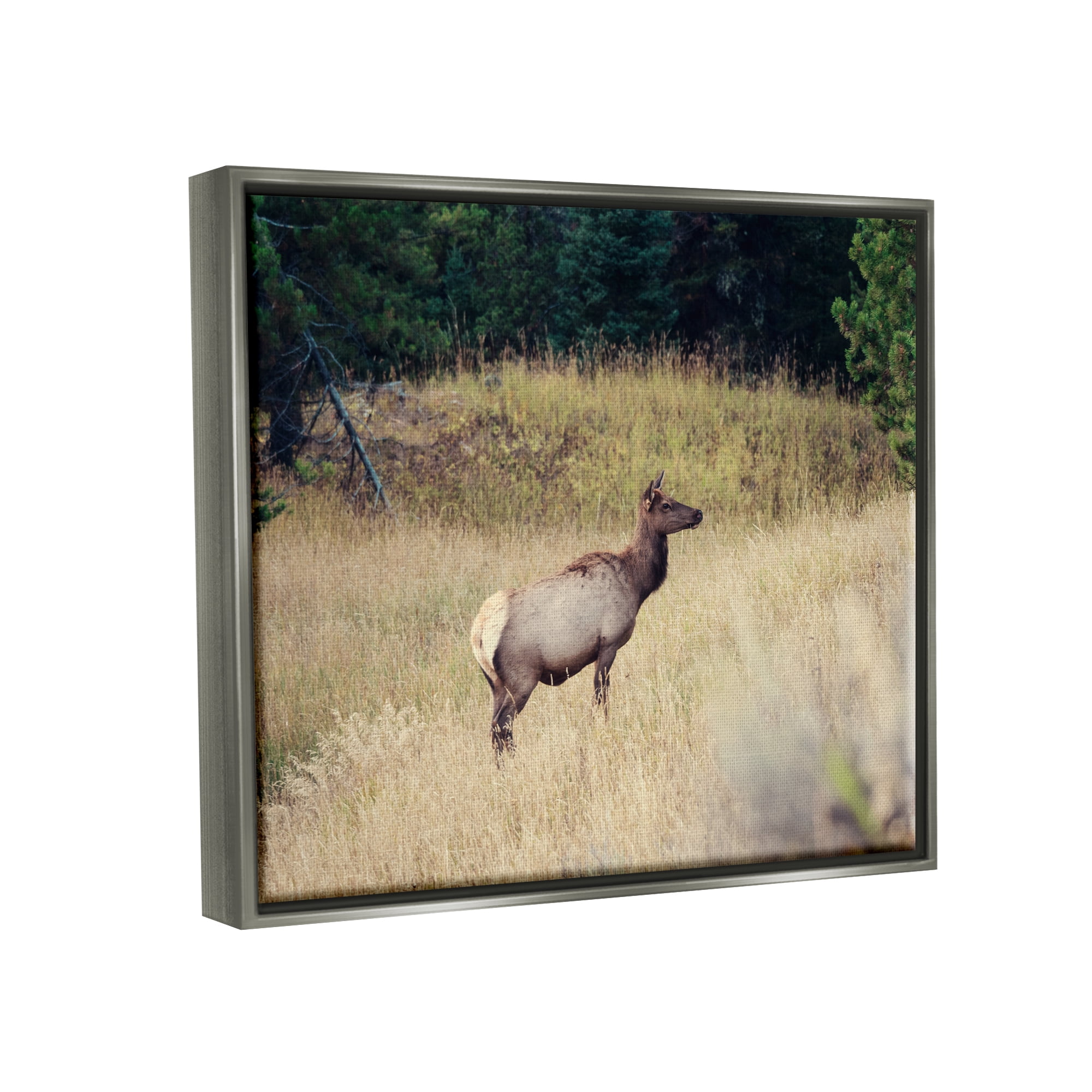 Stupell Wild Elk Nature Grove Photography Animals & Insects Photography Gray Floater Framed Art Print Wall Art