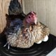 thumbnail image 1 of BESTYASH 4Ud Almohadillas Para De Gallinas Negras De Esponja Y Para Cuidado Avícola, 1 of 6