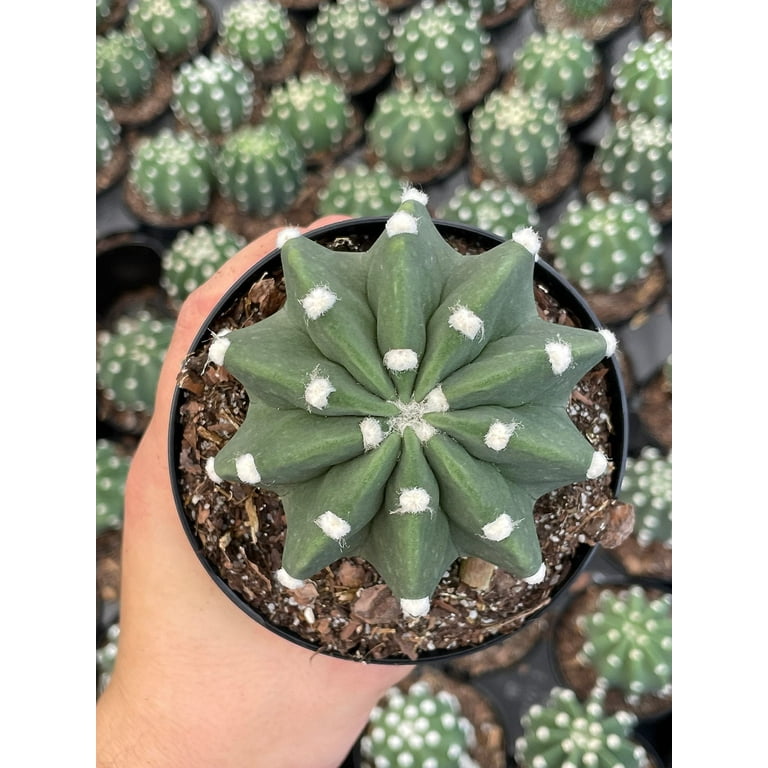 Easter Lily Cactus, Echinopsis subdenudata, Domino Cactus, Sand-Dollar  Cactus, Astrophytum Asterias in a 4 inch Pot - Walmart.com