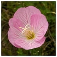 thumbnail image 4 of Everwilde Farms 2000 Showy Evening Primrose Flower Seed, 4 of 5