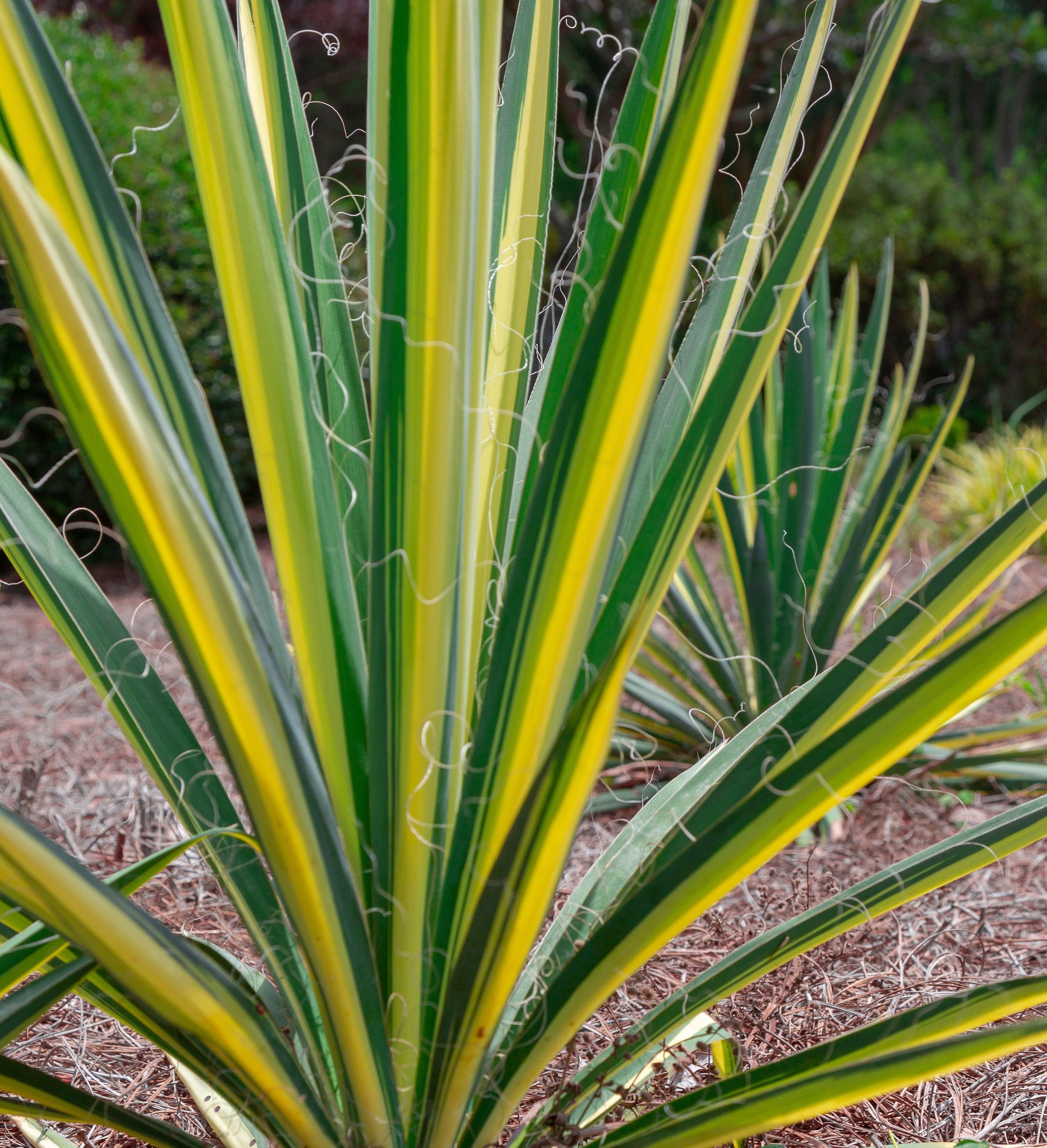 Southern Living Color Guard Yucca Live Shrub in 1.5-Gallon Grower Pot