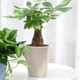 thumbnail image 4 of Macetas de Jardinería con Riego Automático CUTICAT Beige S, 4 of 7