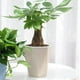 thumbnail image 4 of Macetas de jardinería con riego automático Macarena Beige M, 4 of 7