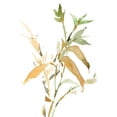 thumbnail image 3 of Dixon, Samuel 11x14 Black Modern Framed Museum Art Print Titled - Stems I, 3 of 5