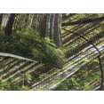 thumbnail image 3 of Ambesonne Forest Quilted Coverlet 3 Pcs, Bushes and Thick Trunks, King Size, Green Brown, 3 of 4
