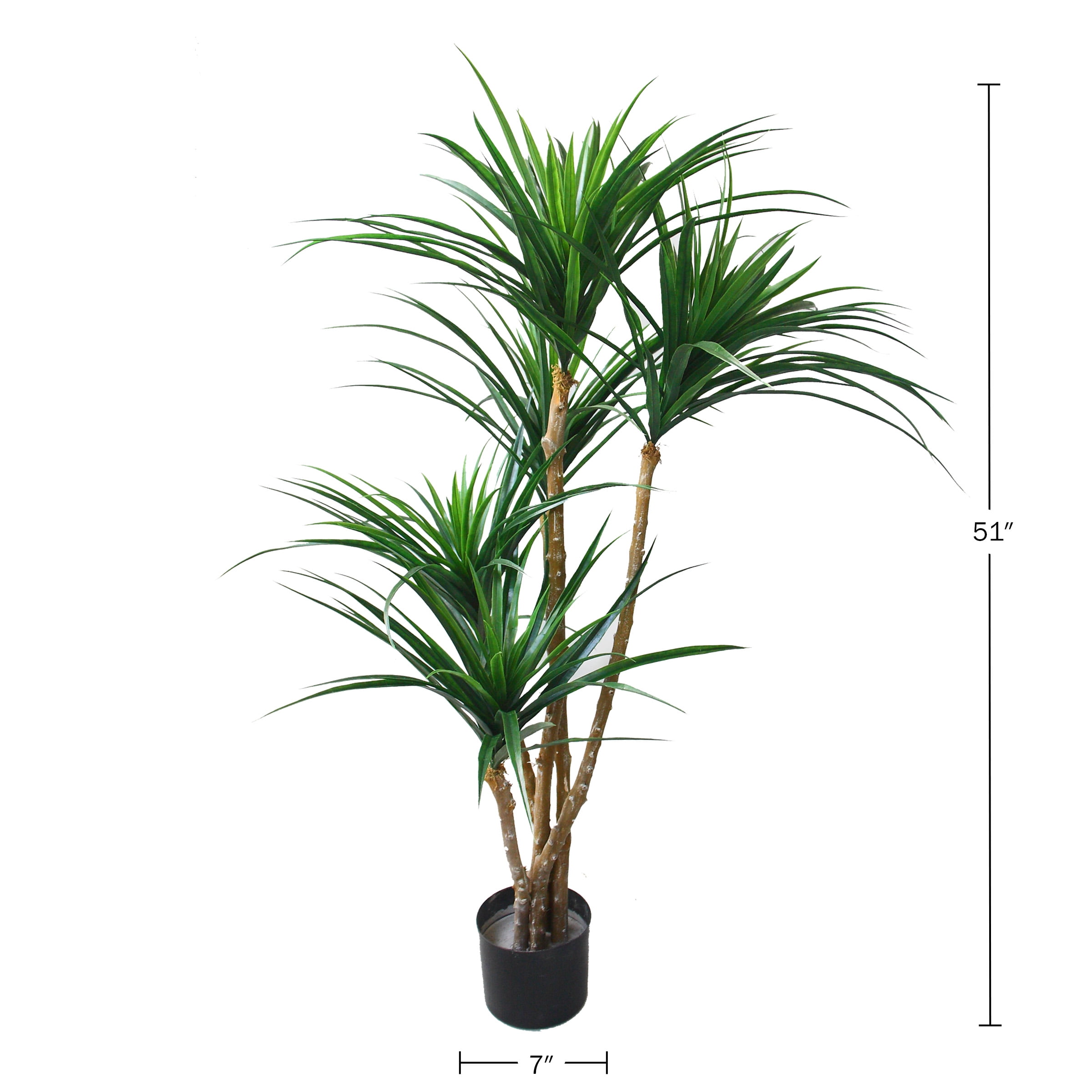 洋書 TROPICA: Exotic Plants and Trees Tropica: Color Cyclopedia of Exotic Plants and Trees: Graf