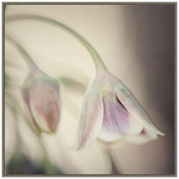 Amanti Art Soft shades of pink petals Framed Canvas Wall Art Print