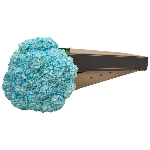 ☆hydrangea☆さま 専用です Member's Mark Color Enhanced Hydrangeas, 20 stems (choose