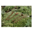 thumbnail image 4 of 4 Piezas Decoración de Jardín Herramientas de de Jardín en Miniatura 1:12 Accesorios Sunnimix Decoración de jardín de casa de muñecas, 4 of 8
