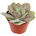 thumbnail image 4 of Echeveria Lolita (4"+ Clay Pot) - Tiny, Lovely, Easy to Care Rosette Succulents - Live Succulents for Indoor Places, 4 of 5