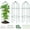 Green, variant on Zikebtuy 3 Pack Bird Cage Plant Support, 31.5" H Large Metal Plants Support Frame for Tomatoes Peonies Lily Rose and Other Flopping Flowers Garden Decor for Outdoor Plants Flowers Vegetables, Green