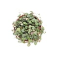 thumbnail image 2 of String Of Hearts-6'' From California Tropicals, 2 of 2