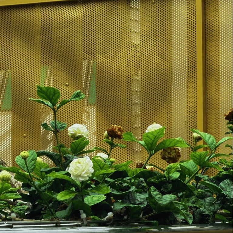 Sambac Jasmine Plant Live, Live Jasmine Plant 8 Inch Height, Grand