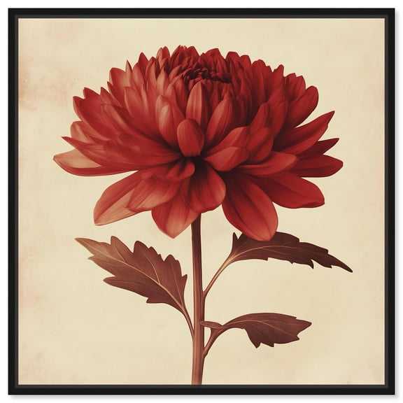 Chrysanthemum Enchantment Canvas Vintage Botanic Art by Art Remedy, Black Frame, 40" x 40"