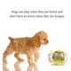 thumbnail image 3 of Pelota de comida para mascotas Perro Chew Play Juguete para mascotas Bola de comida Tumbler Dre CACAGOO Bola de alimentación, 3 of 7