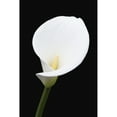 thumbnail image 2 of Close up of white arum or calla lily  shot from the front against a black background; London  England, 2 of 2