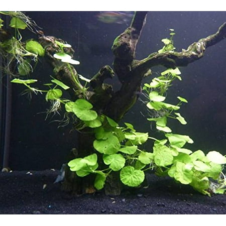 Potted Brazilian Pennywort Aquarium Live Plant