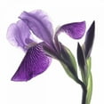 thumbnail image 3 of Burkhart, Monika 20x20 Black Modern Framed Museum Art Print Titled - Purple Iris III, 3 of 5