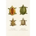 thumbnail image 2 of Johann Baptist von Spix 11x14 Gold Ornate Wood Frame and Double Matted Museum Art Print Titled - Emys Dorsualis, Emys Stenops (1838), 2 of 4