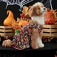 thumbnail image 4 of Mascota para perro gato mascota fiesta perro murciélago vestido conjunto colorido perro conjunto fiesta, 4 of 7