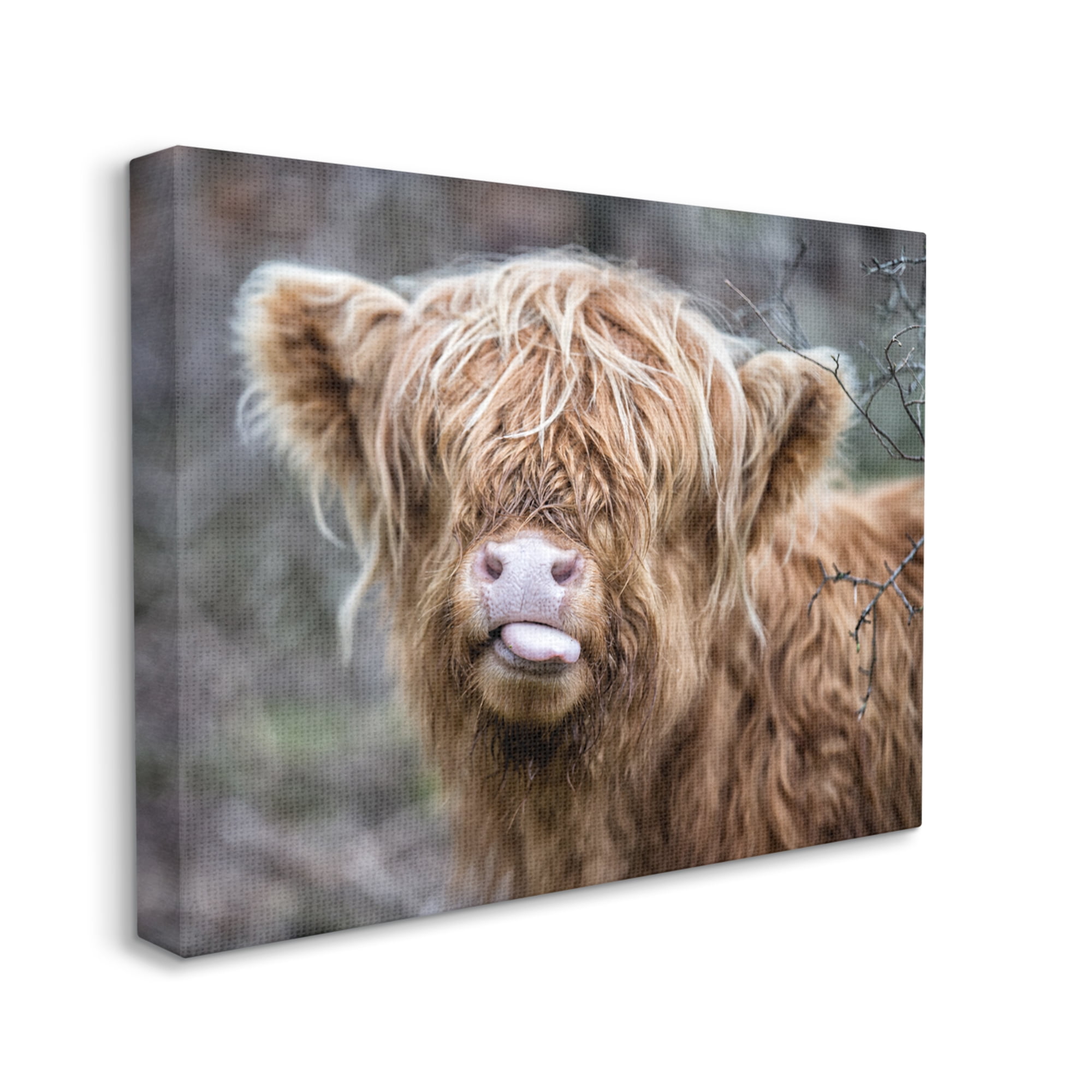 Stupell Industries Baby Highland Calf Cattle Licking Lips Country Farmland Photograph Gallery Wrapped Canvas Print Wall Art, Design by James Dobson