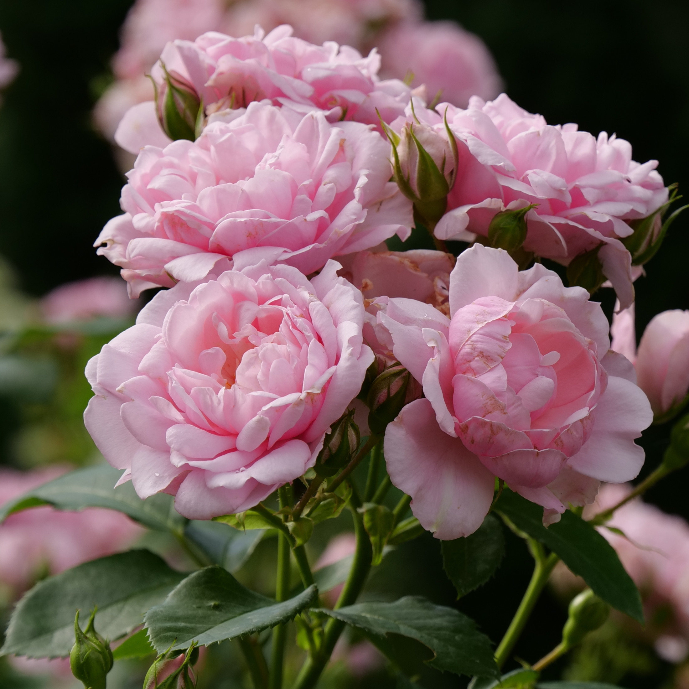 Proven Winners ColorChoice 5" Reminiscent Pink Rose Live Plant in 4.5" Pot (4 Count)