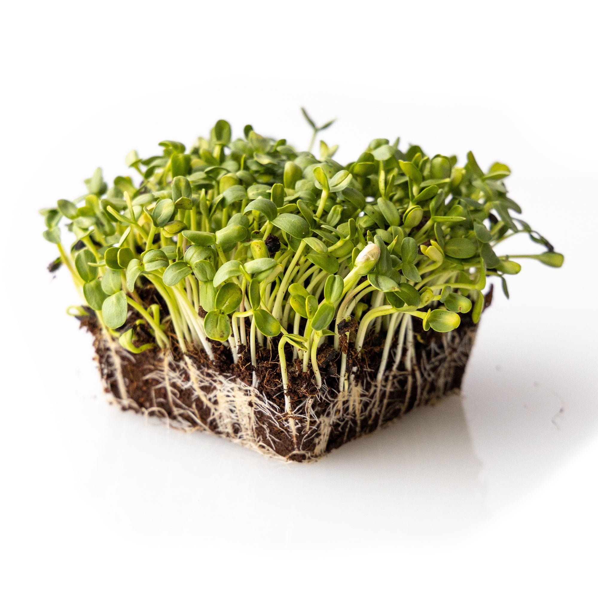 Black Oil Sunflower Seeds Small Seeded 1 Oz 700 Seeds Whole