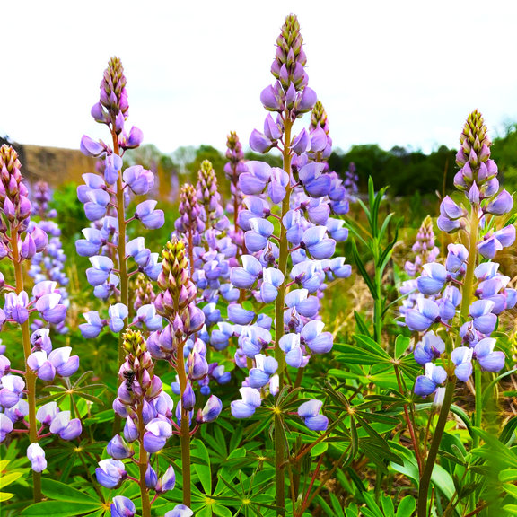 TomorrowSeeds - Blue Bonnet Perennial Lupine Seeds - 600  Count - For 2026 Planting Lupinus Perennis