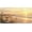 Beach Rose, variant on Vanity Plate Cover with The Petite Daisy Design, Novelty Car Tag, Aluminum Metal, 4-Hole, 6 x 12 Inch