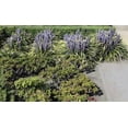 thumbnail image 3 of Classy Groundcovers, Lily Turf 'Ingwersen', Classic Blue Lilyturf, Border Grass, Monkey Grass (54 Pots, 2 1/2 inch square), 3 of 10