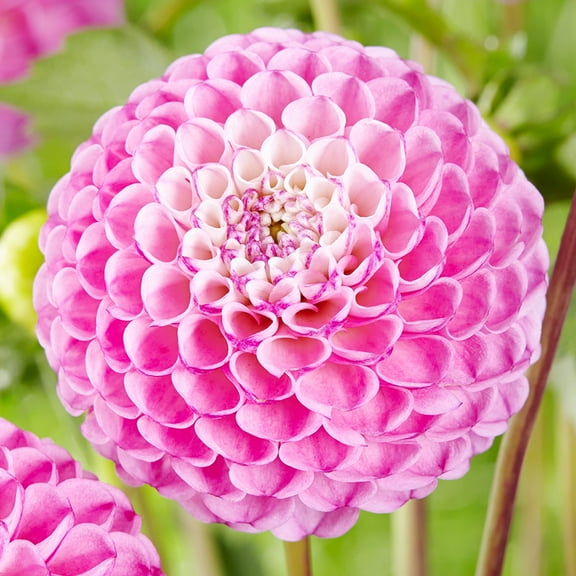 Zippity Do Da Dahlia Flower Bulbs - 3 Tubers per Pack - Deer Resistant - Good as Cut Flowers - Grows Well in Containers - Easy to Grow Live Plants - Outdoor Garden