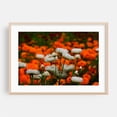thumbnail image 2 of white chrysanthemums against orange - Carmel Valley California Photography Flowers Floral Garden Nature Botanical Scenic Autumn Unframed Wall Art Print 5 x 7 inches, 2 of 7