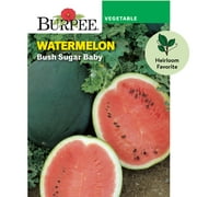 Burpee Bush Sugar Baby Watermelon Vegetable Seed, 1-Pack