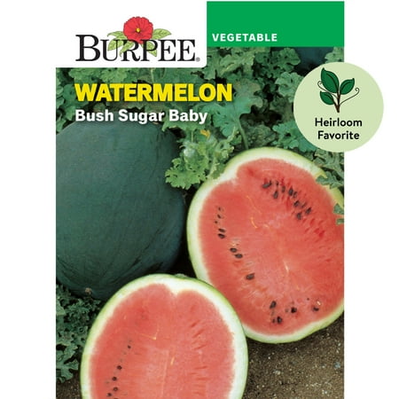 Burpee Bush Sugar Baby Watermelon Vegetable Seed, 1-Pack