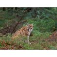 thumbnail image 2 of Zwick, Martin 24x19 White Modern Wood Framed Museum Art Print Titled - Eurasian Lynx (Lynx lynx ) during winter Bavarian Forest National Park Germany-Bavaria, 2 of 4