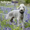 Bedlington Terrier Calendar 2018 - Dog Breed Calendar - Wall Calendar 2017-2018