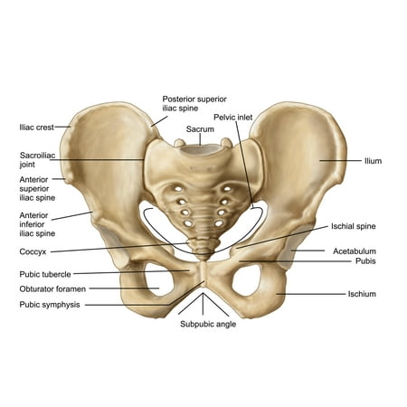 Anatomy of human pelvic bone Canvas Art - Stocktrek Images ... one half of female pelvic bone diagram 
