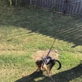 thumbnail image 2 of Milaget Dog Extendable Teaser Interactive Toy Pet Stick for Training Exercise Blue 69cm, 2 of 8