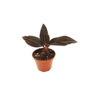 Black Jewel Orchid - 2'' from California Tropicals