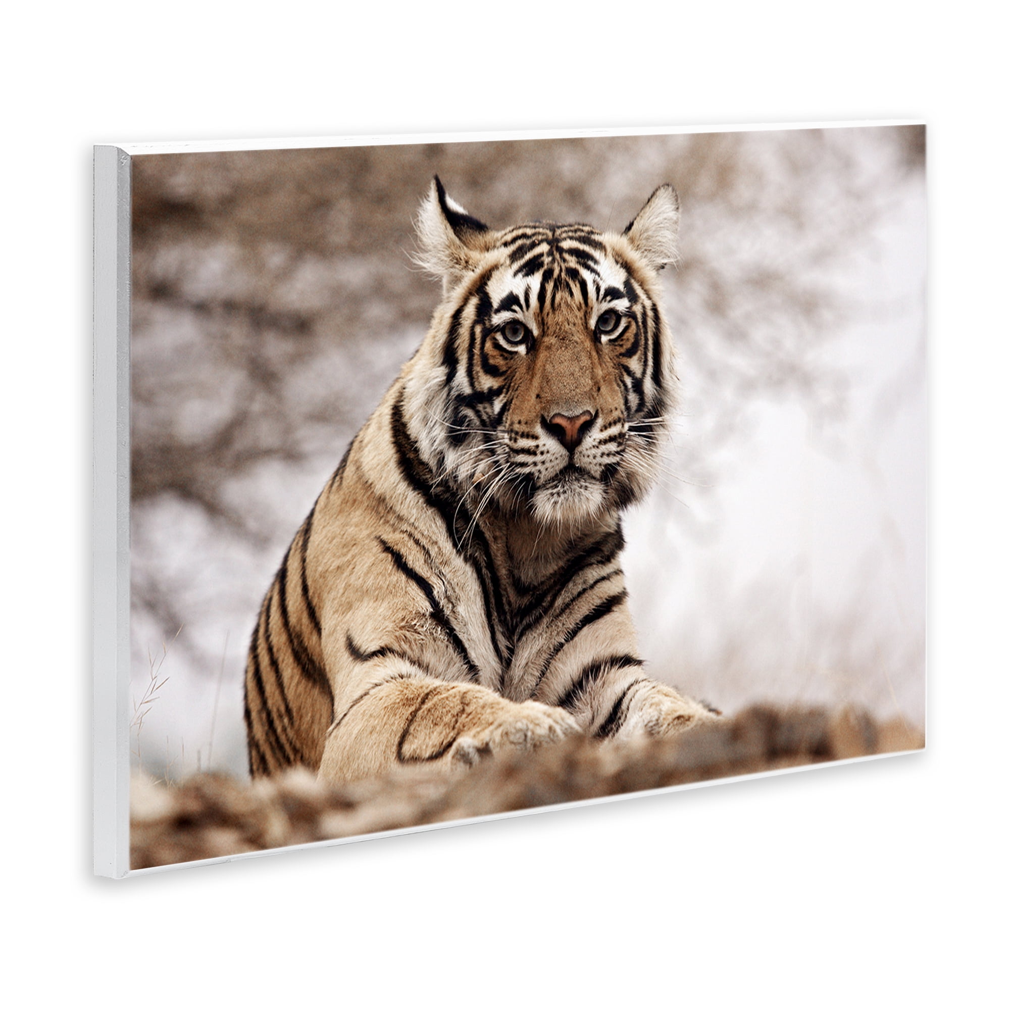 Stupell Industries Strong Tiger Atop Hill Animals & Insects Photography Unframed Art Print Wall Art, 19 x 13