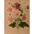 thumbnail image 2 of Arentine H. Arendsen 15x18 Black Ornate Wood Framed Double Matted Museum Art Print Titled - Anemone Japonica Rosea (1872-1881), 2 of 5