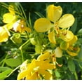 thumbnail image 6 of Pack 2 Cassia Bicapsularis Plants Butterfly Bush Winter Cassia Yellow Candlewood Plant 3-4 Inch Tall, 6 of 7